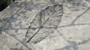 Leaf in cement Leaf Cemement