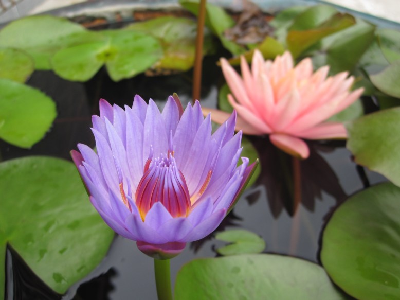 Water Lily2