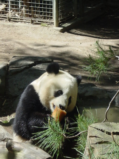 PandaBear